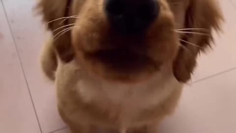 Dog lovers