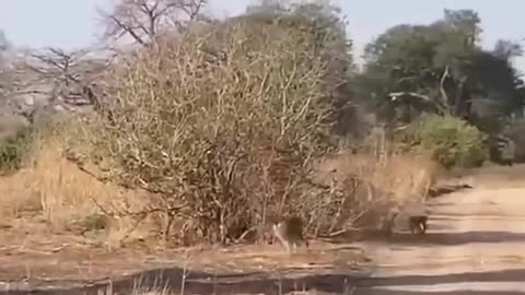leopard hunting of monkey