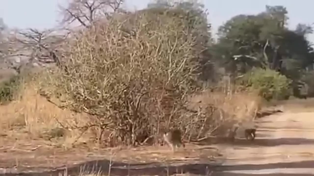 leopard hunting of monkey