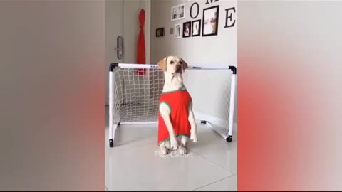 Best Funny Dogs of 2023🤣😍