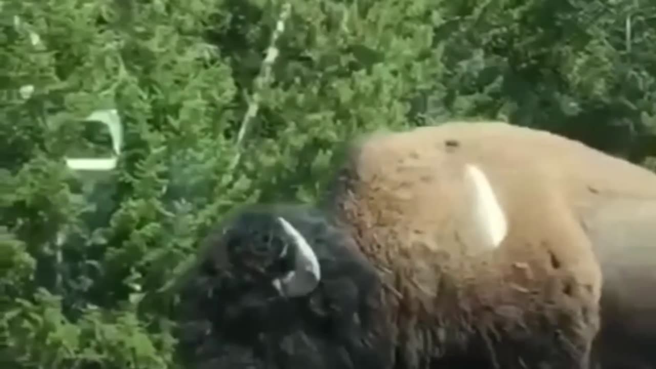This animal hits the car