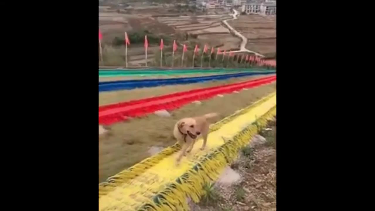 best funny cats and dogs cute and funny short videos