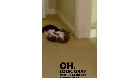 Cat Babies are fighting it so cute cat baby