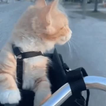 Cute Cat Gif