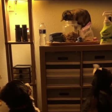 Very Slick Kitty - Try Not To Laugh