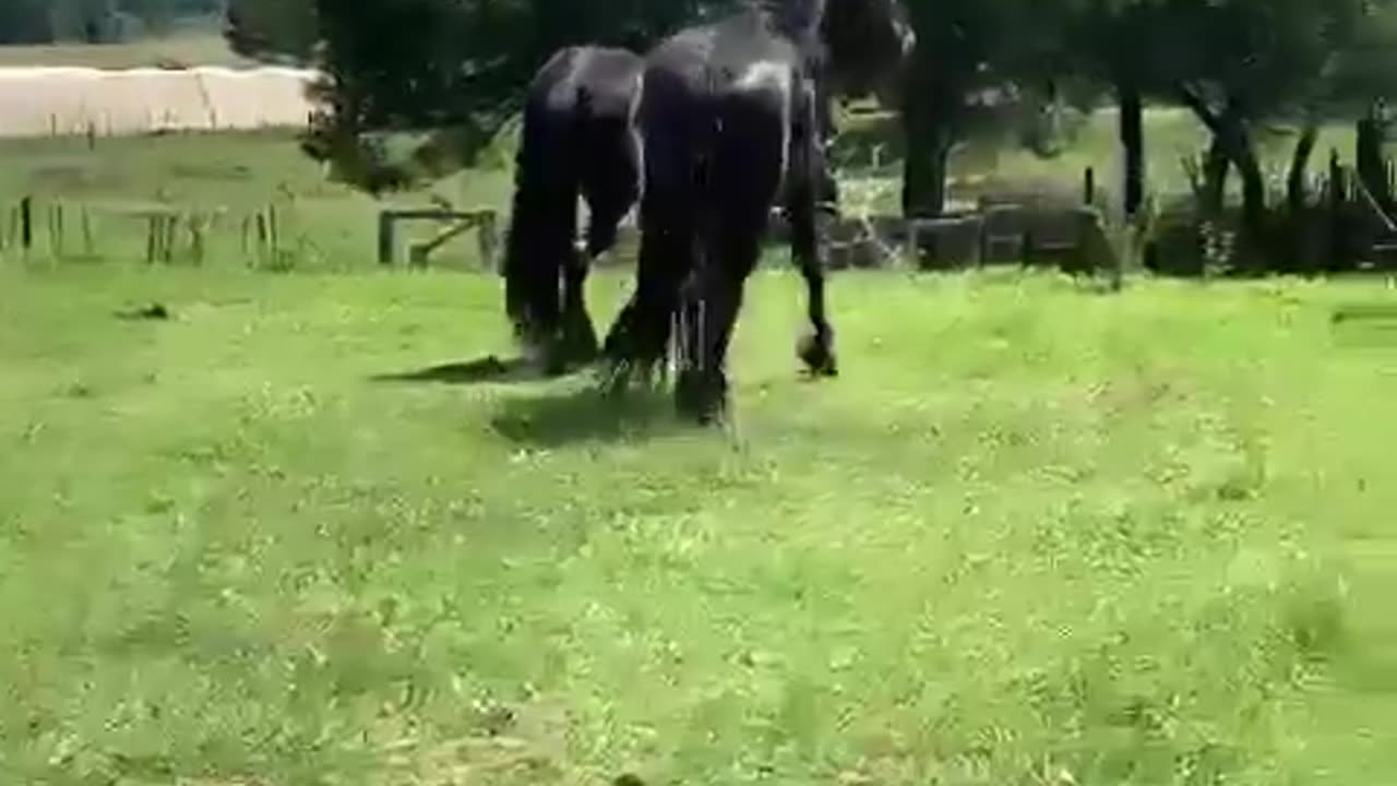 Horses are awesome