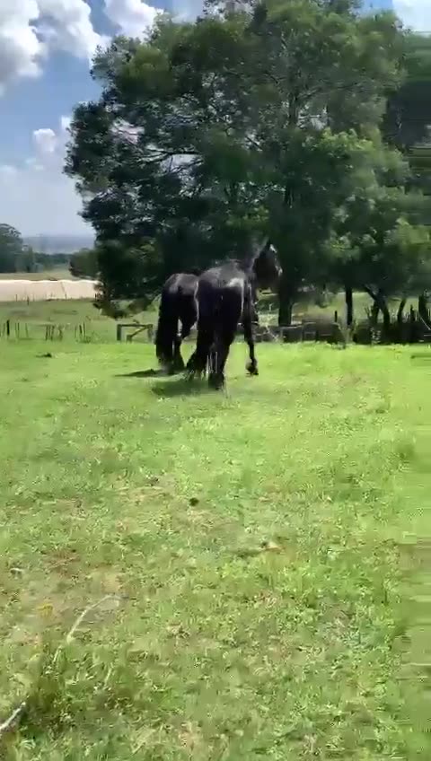 Horses are awesome