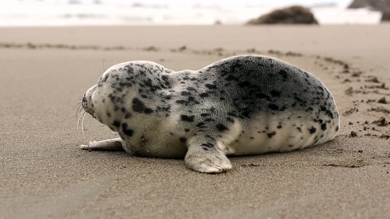 Cheetah Seal on the seaside😴❤♥😍