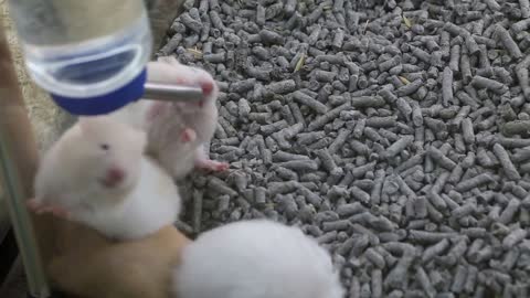 Pet shop sells guinea pigs 10