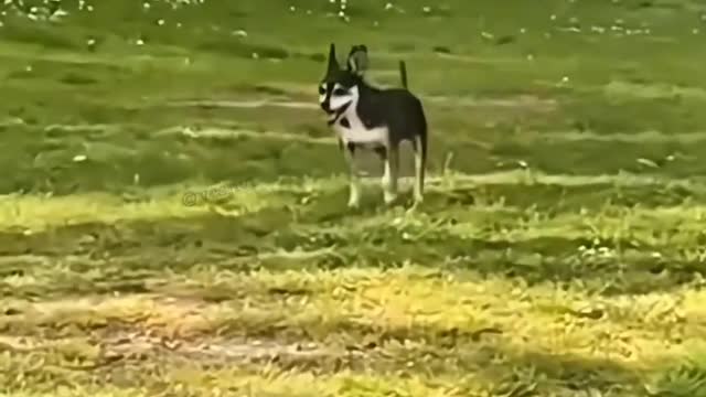 Pet world animal world #Shorts #Pet #Funny 10