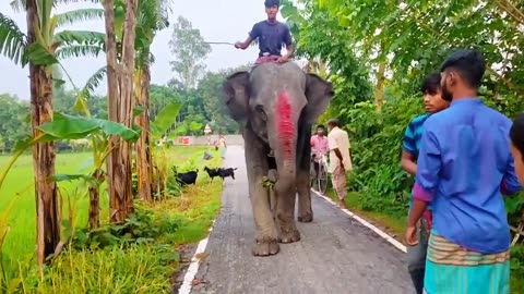 Fantastic- Elephant