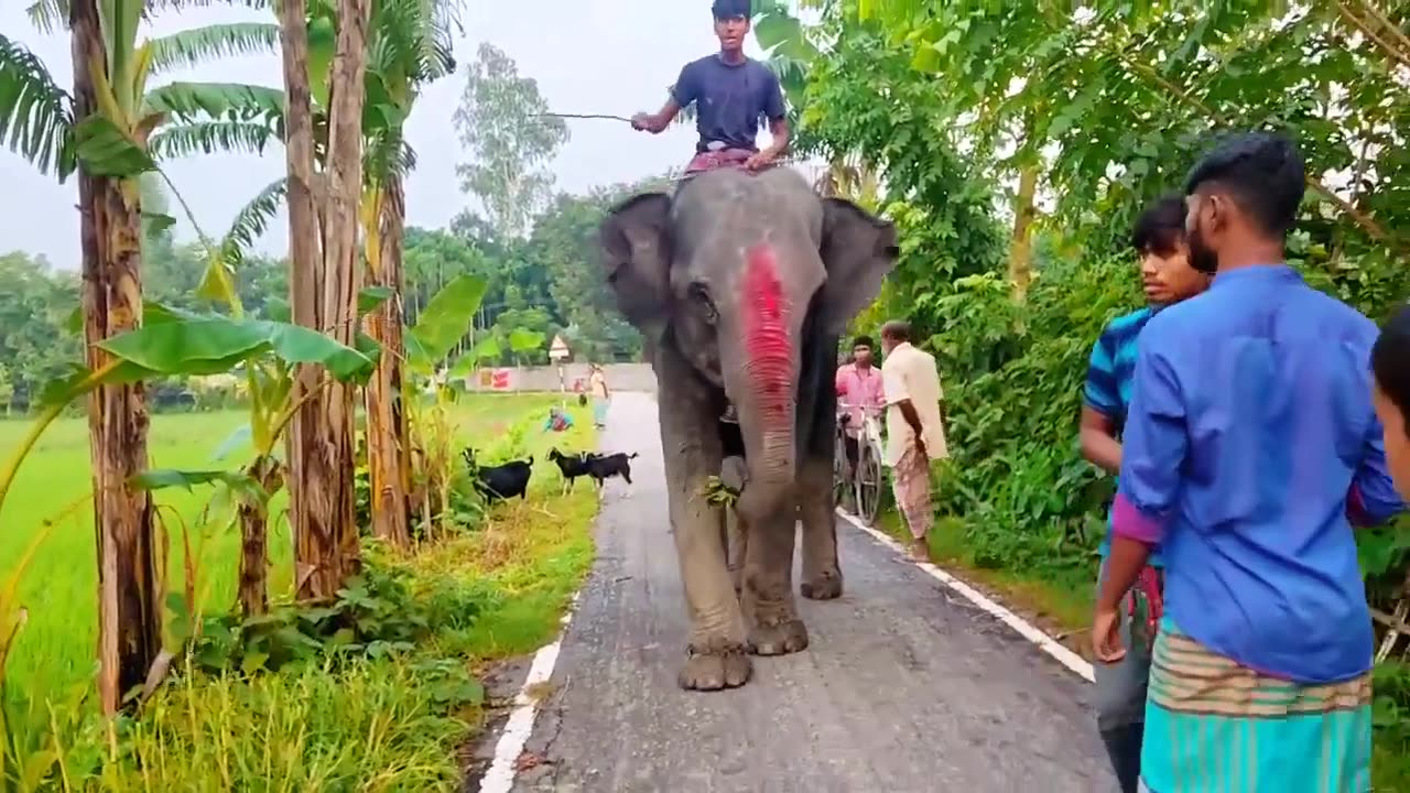 Fantastic- Elephant