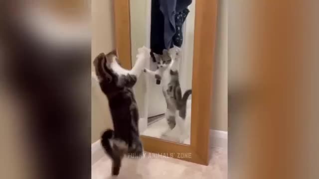 Funniest Animals 2023 | Funny Cats and Dogs | Funny Animal Videos 2023