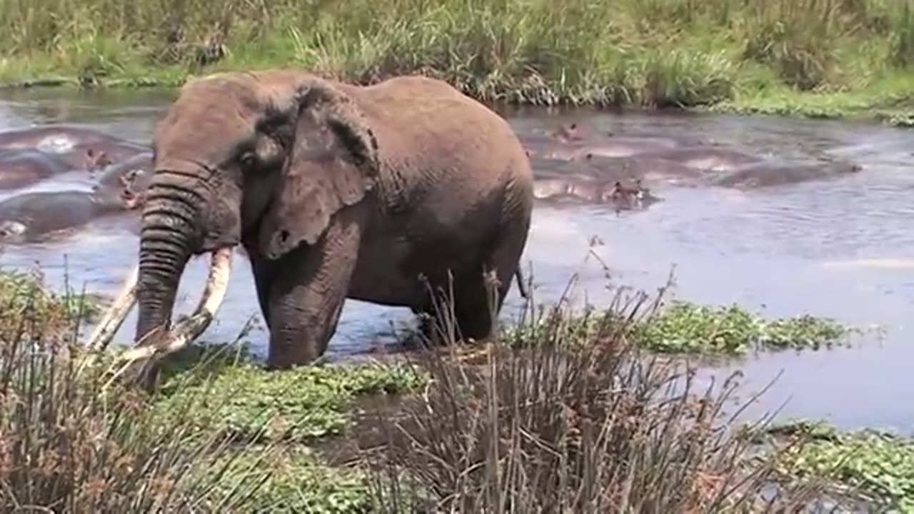 Elephant and Hippo's