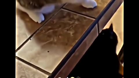 🥺🥺Watch a disabled cat trying to live her life... I dare you not to cry 😢🥺