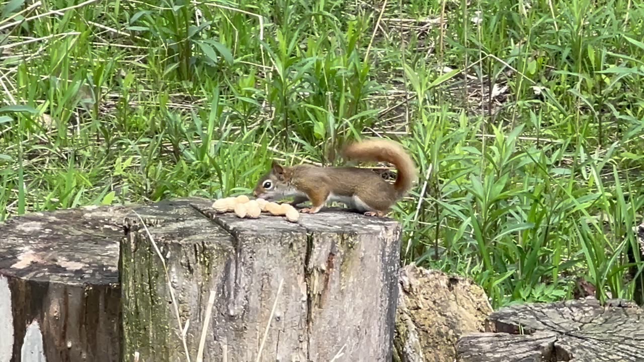 Cute little Red-Tailed Squirrel found the peanut