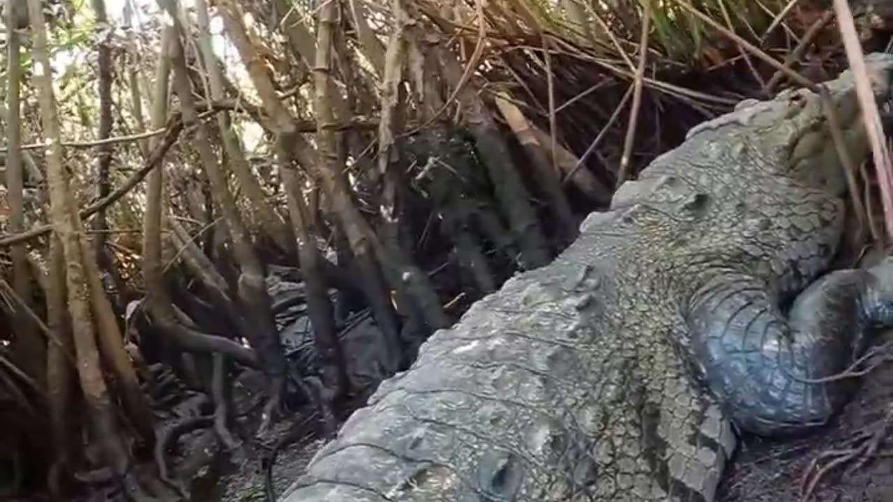 Crocodile in Cenote! #shorts