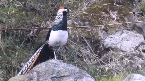 Beautiful Golden Pheasants and Wading Birds