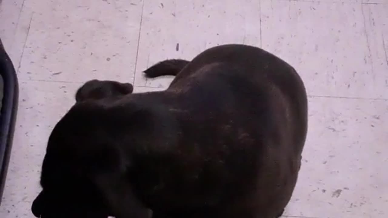 she really wants my french toast shes deaf so it