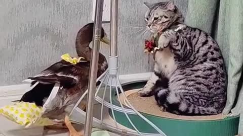 Duck Vs Cat Fight