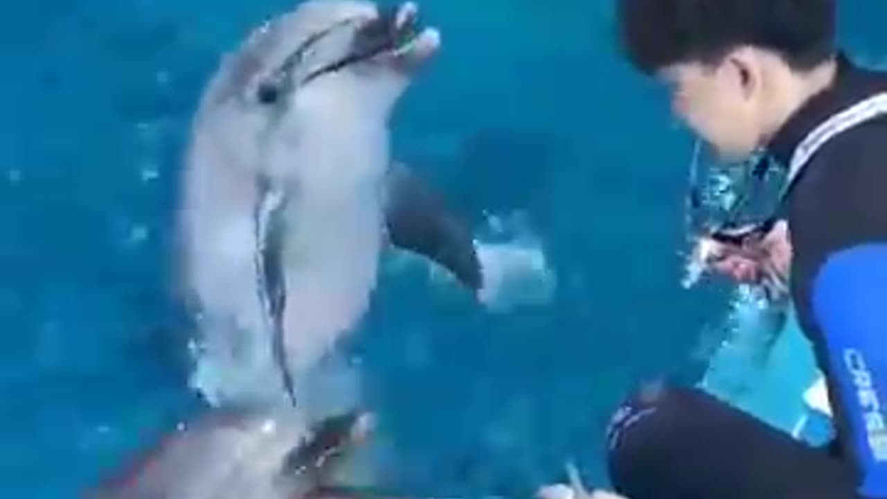Dolphin Fish🐬🐬🐬 #tiktok #tranding #ytshorts #viral #youtubeshorts #entertainment