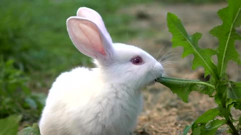 Funny baby white rabbit eat green grass