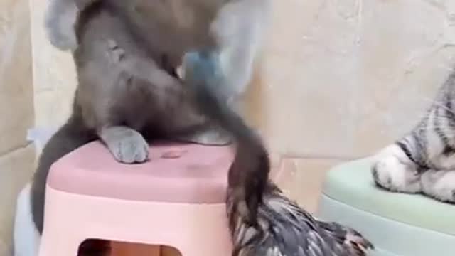 Baby Cats - Cute and Funny Cat Videos Compilation #60 | Aww Animals