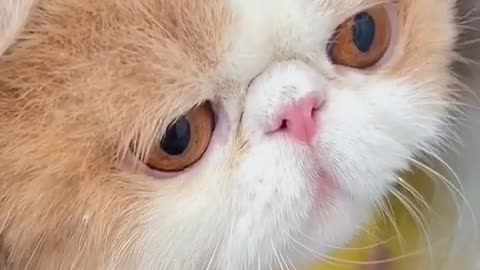 #answer to @catcoco000 🥰🥰cute#capcut #catsoftiktok #cat #cats #cute #pet