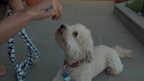 coverr a man plays with his dog 1080p
