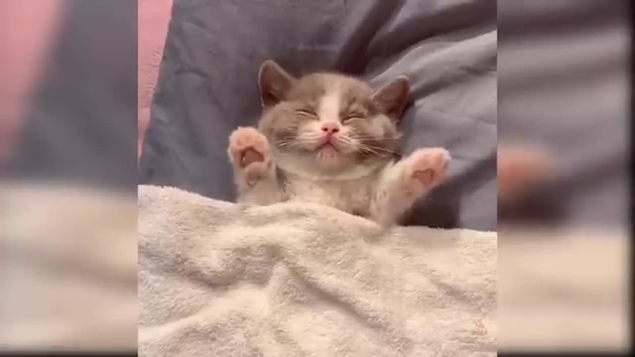 Cat funny video