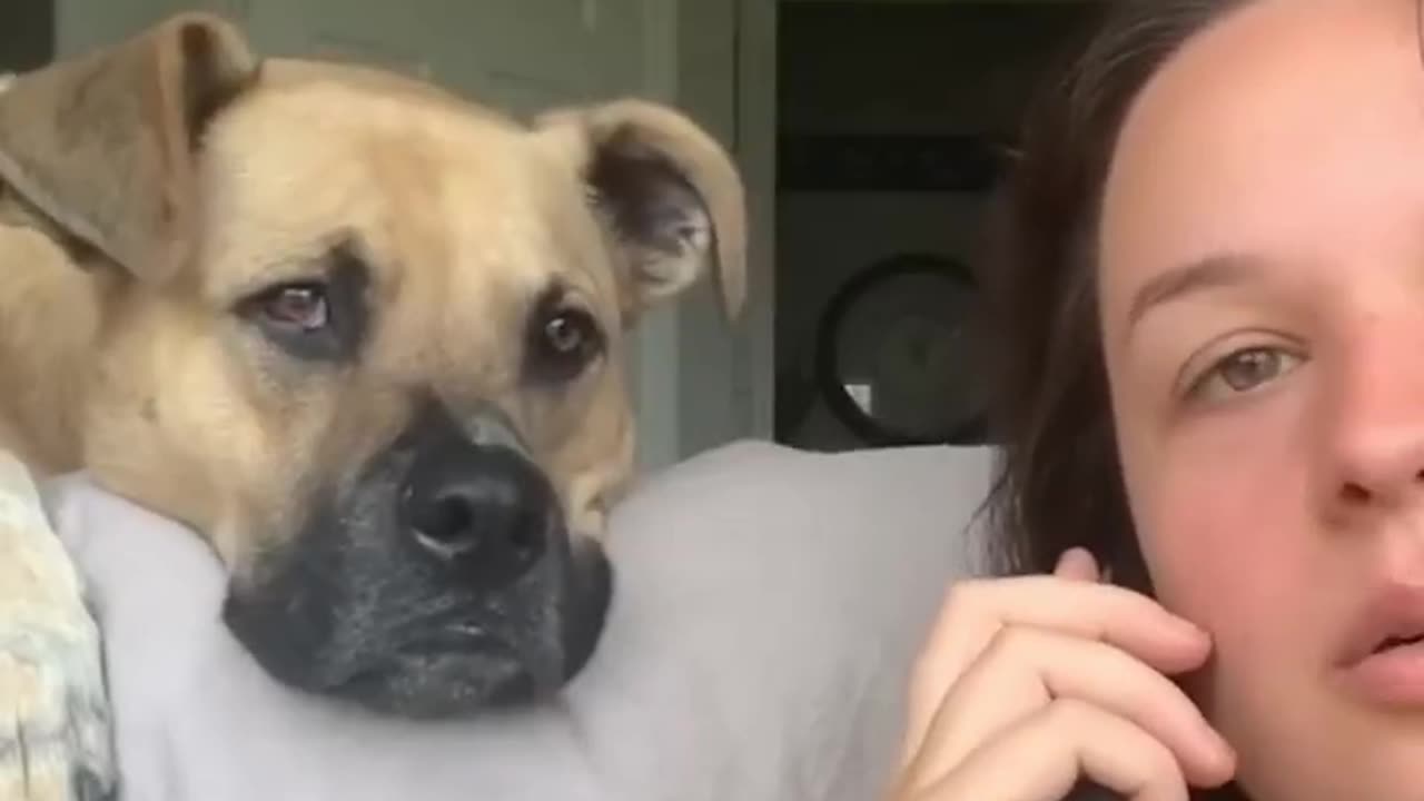 Best Funniest Animals Complication Found On Internet😂 #Part 1 - Try Not To Laugh 😜😍 #funnyvideo