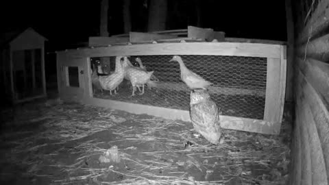 Owl try’s to get ducks.