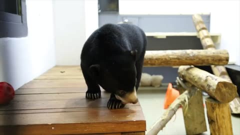 Black bear cub exploring surroundings