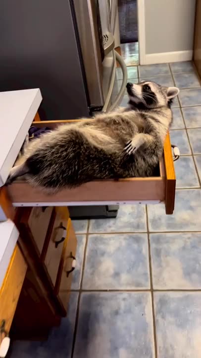 Belly rubs please and then breakfast 😂😂