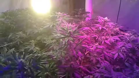 la confidential 420 grow room