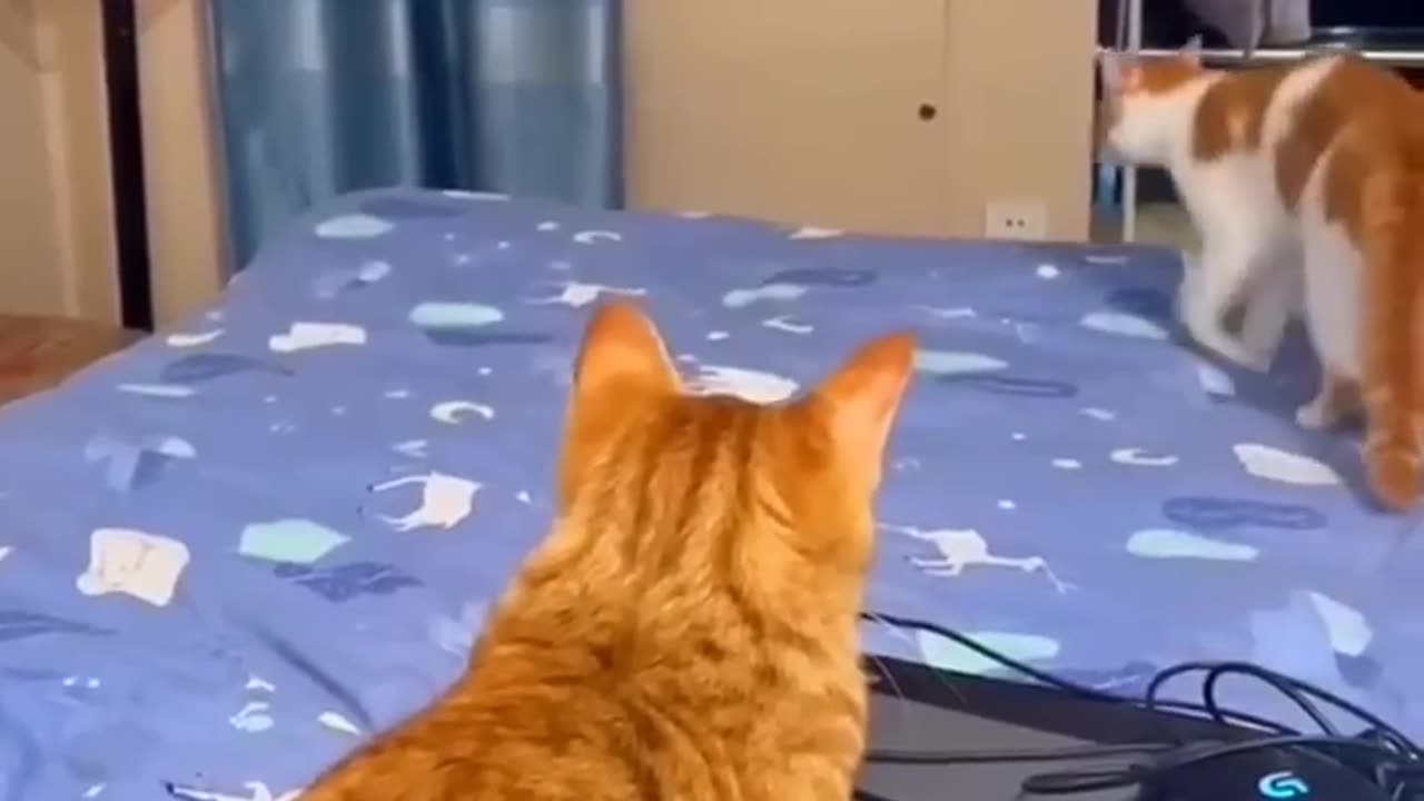 funny cat