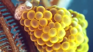 Shiny Colorful Sea Slug Climbs Around Plant