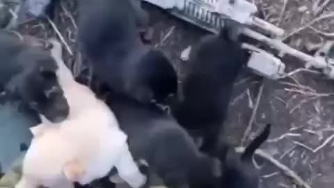 Packs of killer dogs roam the woods of Ukraine