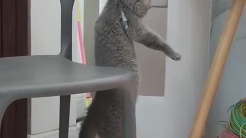 Funny Cat videos