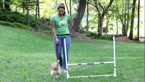 rain your dog to Jump Hurdles - Critter Boutique Training Moment