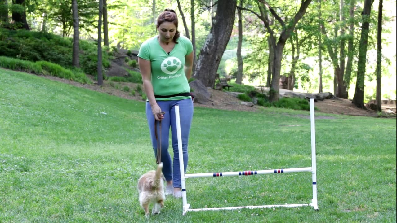 rain your dog to Jump Hurdles - Critter Boutique Training Moment