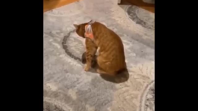 LAUGH Non-Stop With These Funny Cats 😹 - Funniest Cats Expression Video 😇 - Funny Cats Life