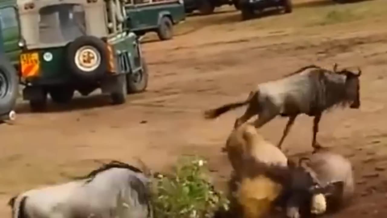 Lion vs Wildebeest