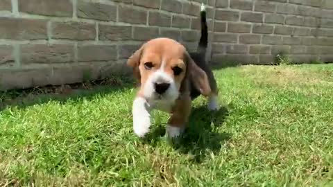 Beagle Puppies Playing and Fighting