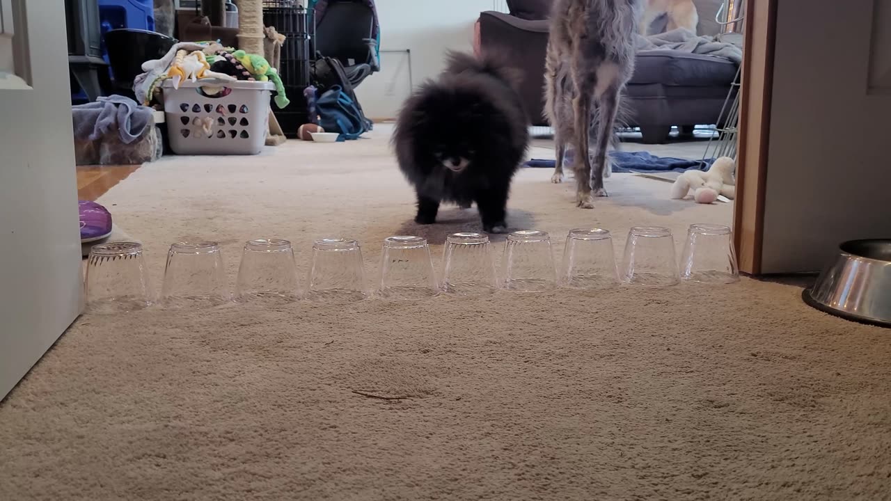 Tempest the Pomeranian Jumps Wall of Cups