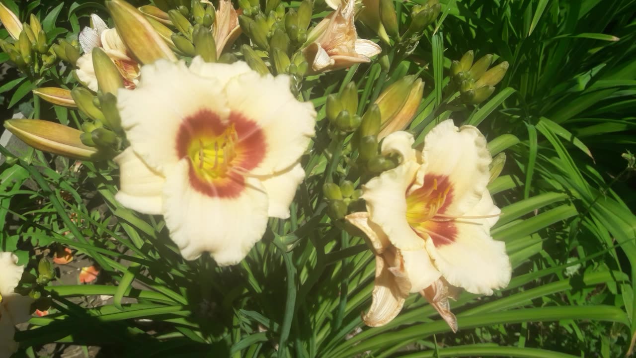 Daylily