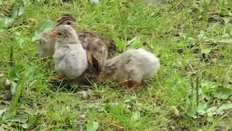 Guinea babies