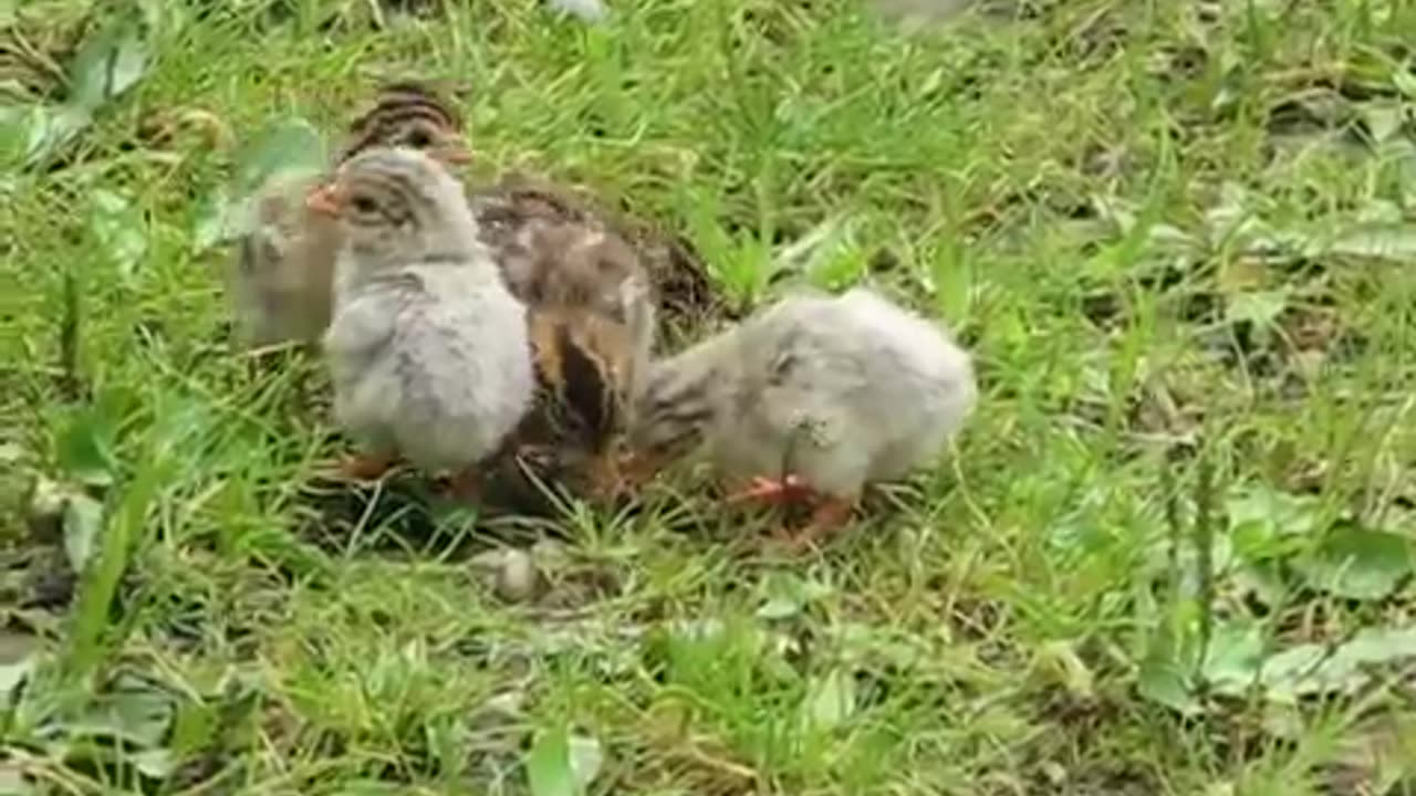 Guinea babies