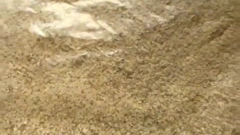 Heavy metals found in oatmeal from a producer based in USA with video proof