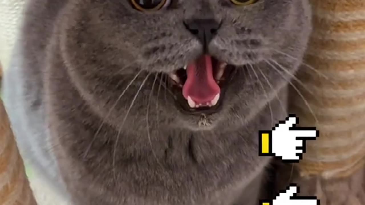 Do you dare to participate#fyp #cat #catsoftiktok #cats #pet